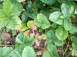 Caring for garden strawberry during ripening. What to do after collecting berries