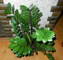 5 coarse and common mistakes in caring for Zamioculcas