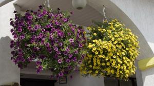 Calibrachoa - a worthy competitor petunias. Be sure to put you in the next year