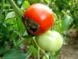 How to deal with the apical rot on tomatoes, and why it appears.
