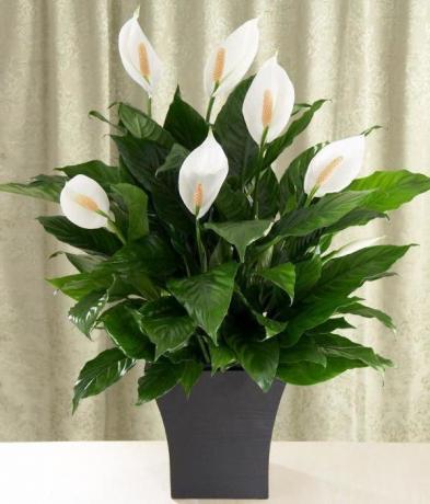 Blooming Spathiphyllum (female happiness). Illustration taken from the internet