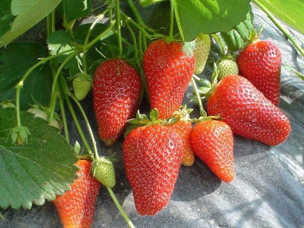 Remontant strawberries (Photo from Internet)