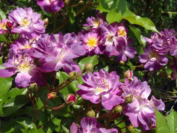 So, my flowered climbing rose varieties "Vilchenblau" this year