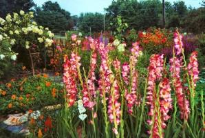 What to put in groove for the growth and flowering gladioli? 2 simple ingredient