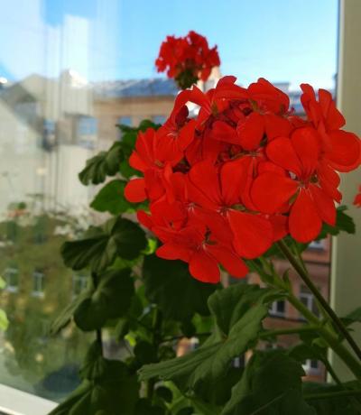 Blooming red geraniums