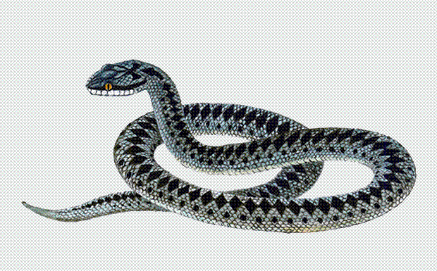 In viper vertical pupil, from snake - round