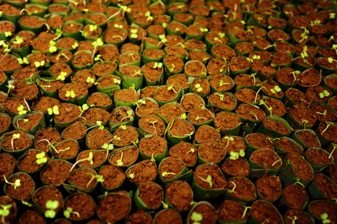 Seedlings of cabbage. Growing on the balcony