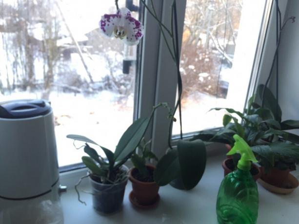 On this windowsill I collected plants, the most demanding of moisture: Orchid and Spathiphyllum. I chose them for the kitchen, because this room is usually the highest temperature and humidity