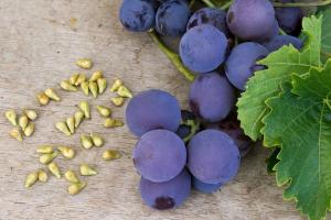 Can I eat grapes with seeds and how they affect the body