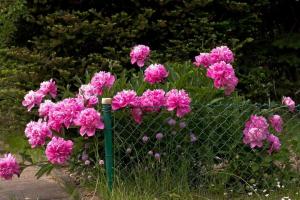 Common mistakes that you should not make the owners of peonies in spring