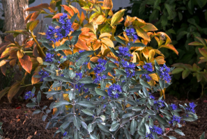 Ornamental shrub - Bluebeard or Caryopteris. Beauty in your garden