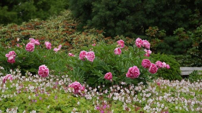 Mixborders with peonies: a good example!