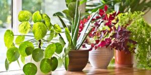 7 mistakes that you make in caring for their plants, without knowing it