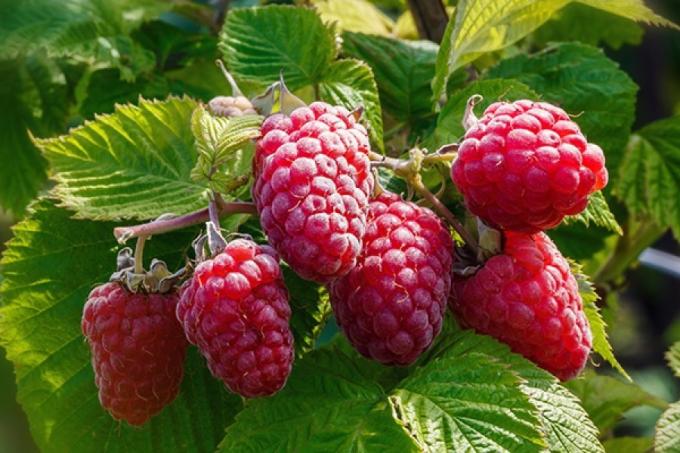 Remontant raspberries - sight for sore eyes!