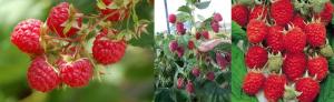 Remontant raspberries - a fad or a real benefit? unexpurgated