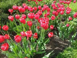 5 common mistakes in the cultivation of tulips, which allow 50% of the growers