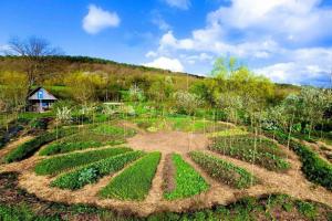 How to plant, to grow all together: permaculture