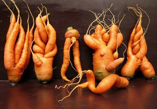 circus freaks or why the carrot grows curve | Garden Garden