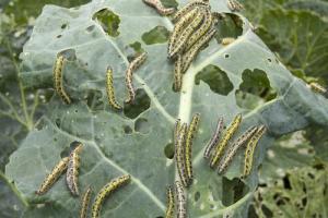 How to protect cabbage from the cabbage white butterfly and caterpillars.
