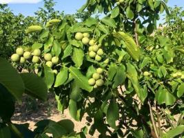 Proper fertilizing walnuts for abundant fruiting.