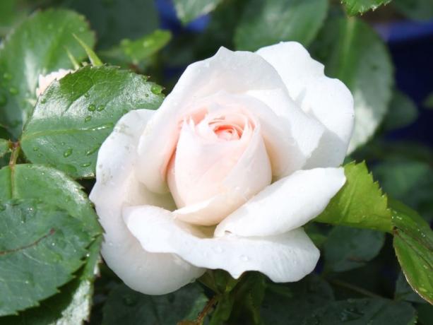 Rose variety 'Aspirin-Rose' (baumschule-horstmann.de)