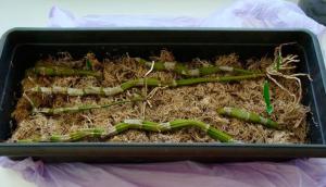 Step by step instructions for breeding orchids cuttings