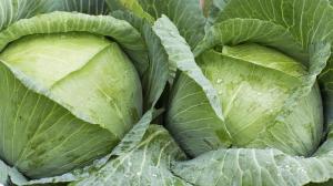 July - time to fertilize cabbage for large heads of cabbage. 5 best one