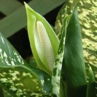 Blossoms dieffenbachia at home