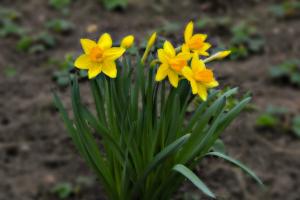 How to care for daffodils after flowering