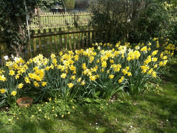 Sunny flowerbed of daffodils. We can repeat!