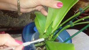 5 proven ways to rescue the orchid