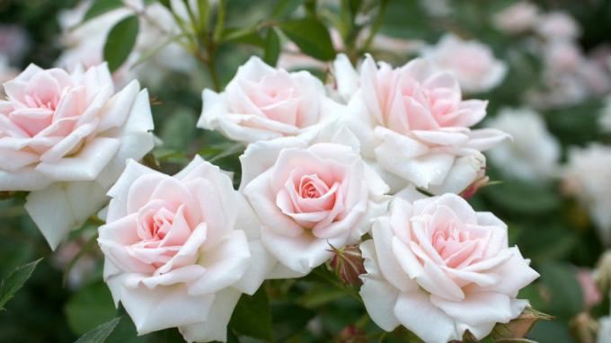 Fragrant roses in the garden (photo -desktopwallpapers4.me)