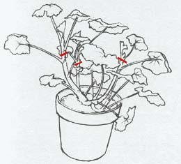 Example pruning young geranium with asienda.ru site