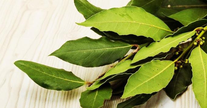 Unusual secrets of laurel leaves