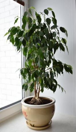 Look! This is my Ficus benjamina. You can appreciate it or ask questions in the comments