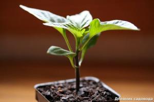 Pinch of pepper seedlings and increase the harvest times