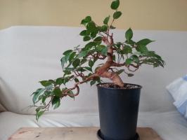 Why not grow Ficus benjamina and what to do in this case,