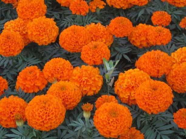 Bright beauty marigold
