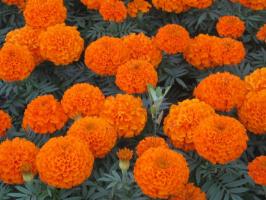 We plant the seeds directly into the ground marigold in May