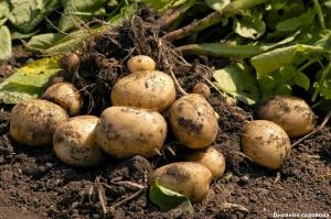 Restore the soil after harvest of potatoes