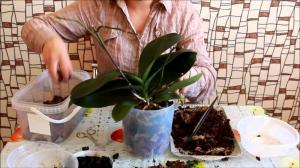 Successful transplantation phalaenopsis orchid: 7 Steps