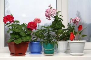 Rules of the winter indoor plants