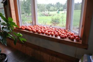Pour-ka 4 correct ways to speed up ripening tomatoes on the windowsill