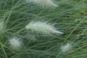 Top 7 of ornamental grasses and hardy