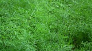 A method of growing juicy and aromatic dill to fall without umbrellas.