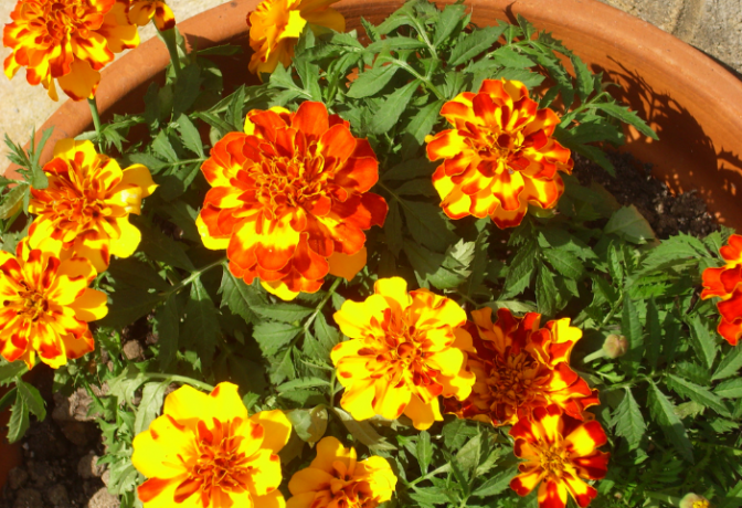 Marigolds in a flowerpot