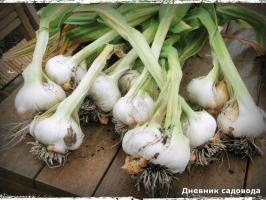 What absolutely can not do with the garlic planting