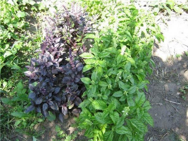 Shady beds with basil
