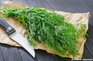 Unusual and medicinal properties of dill