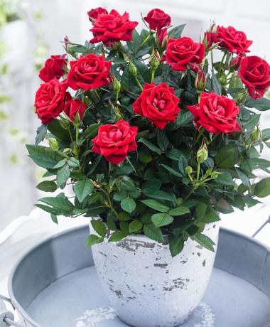 Roses look spectacular in beautiful pots and pots